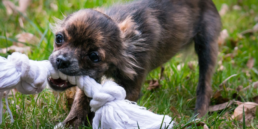 35 Tiny Como Fazer Filhotes De Cachorro Parar De Chorar Picture 8K